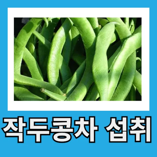 작두콩차 섭취방법