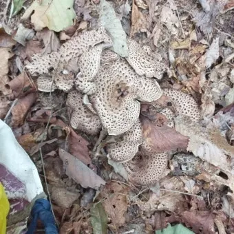 능이버섯 채취시기 산행 정보를 정리_25