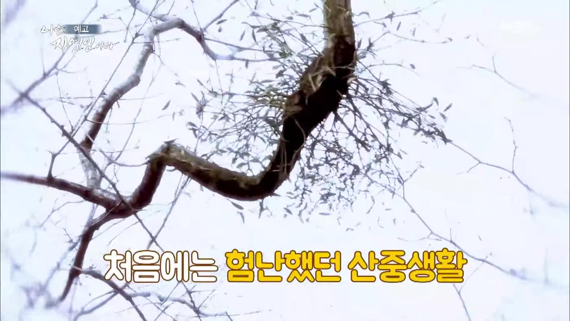 나는 자연인이다 100년 집 머위꽃 튀김 달래무침 개복숭아 고추장 황태 북어 구이 고립무원의 자유 자연인 서옥선 소개 및 윤택 출연 549회 다시보기