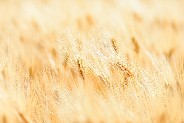 농경학을 활용한 해양 농업과 염생식물 연구