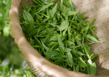 콜레스테롤 낮추는 음식