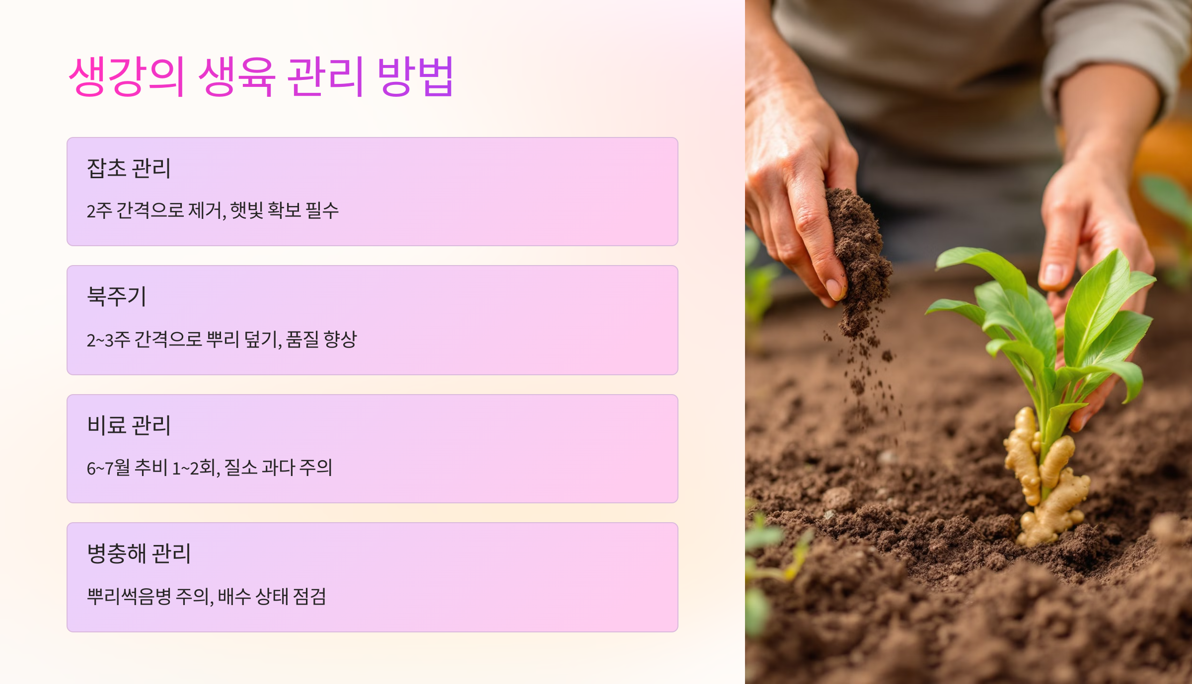 🧑‍🌾 생강의 생육 관리 방법