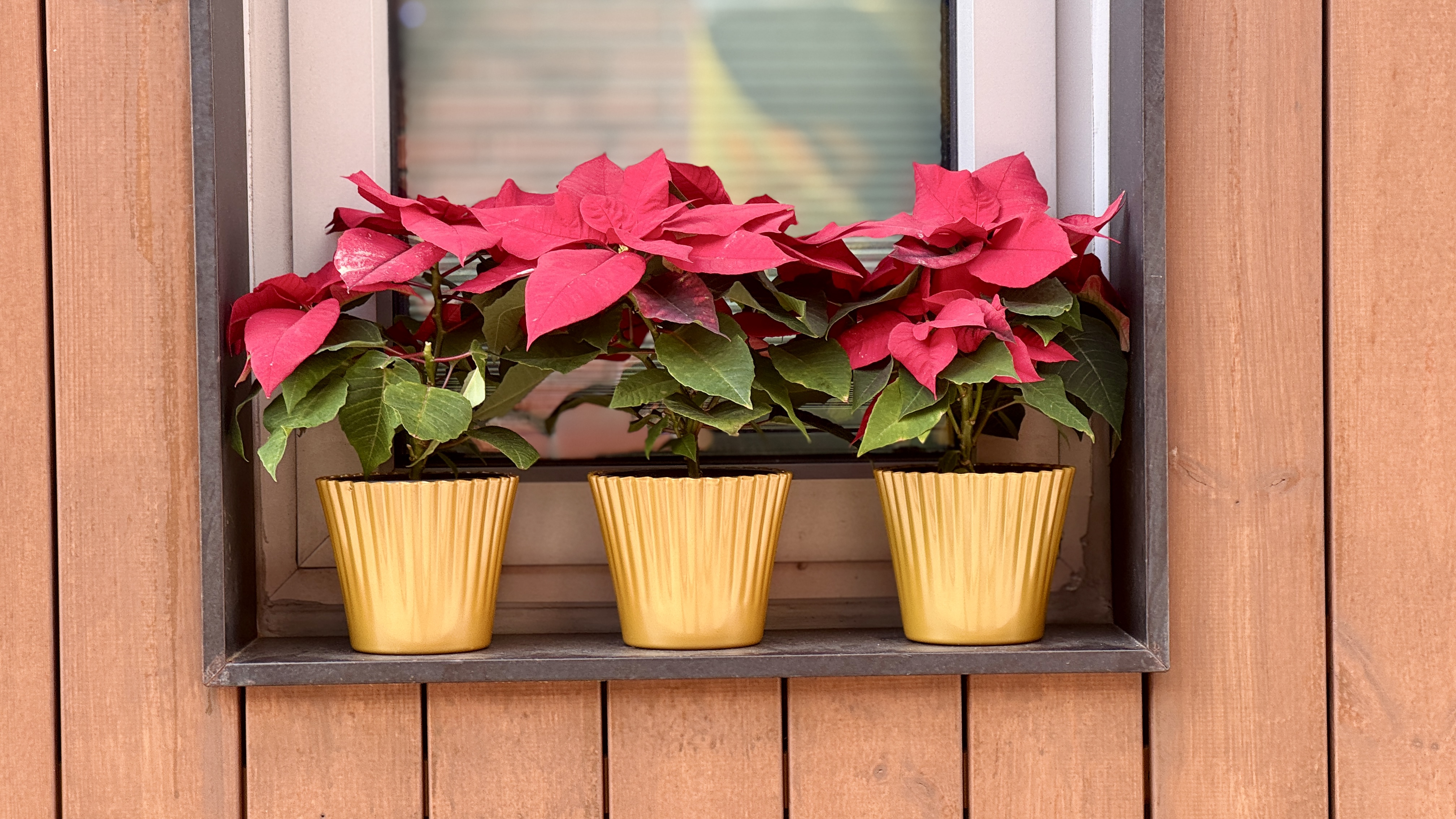 창가에 놓은 화분 3개