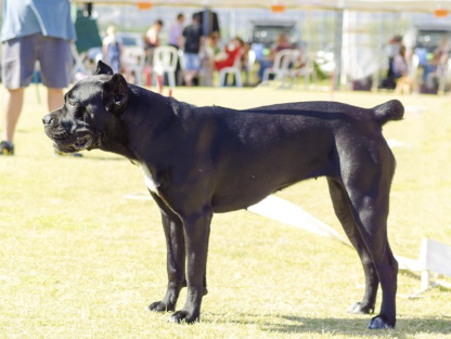 단이 단미되어 있는 이탈리안 코르소 도그.