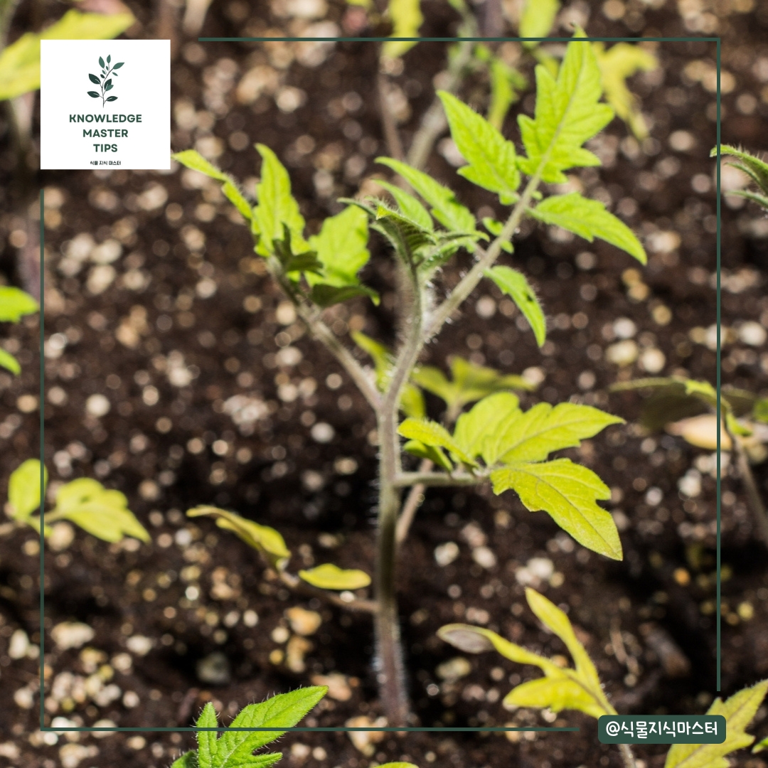 토마토 키우기 어떤 방법이 나에게 적합할까?