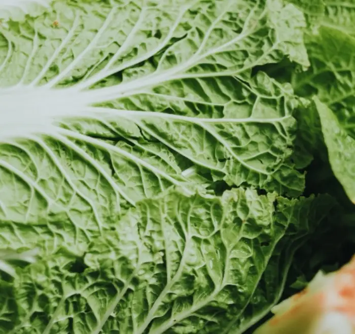 김장배추 절이는 시간