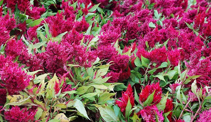 신안 섬 맨드라미 축제 일정