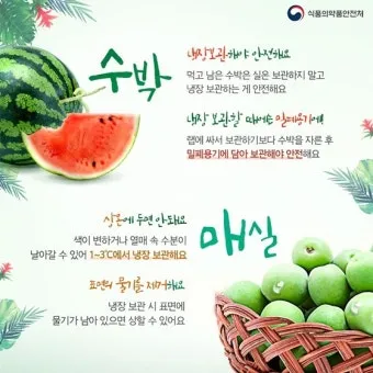 과일 보관 바나나 사과 토마토 숙성 냉장 기준표_7