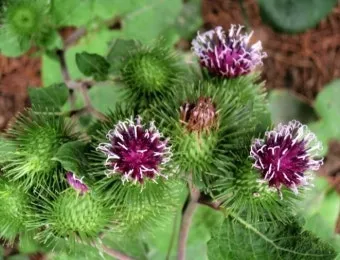 우엉 재배 깊이 갈기 직파 요령 곧게 키우기_5