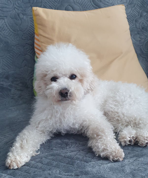 강아지 ,똘똘이, 개