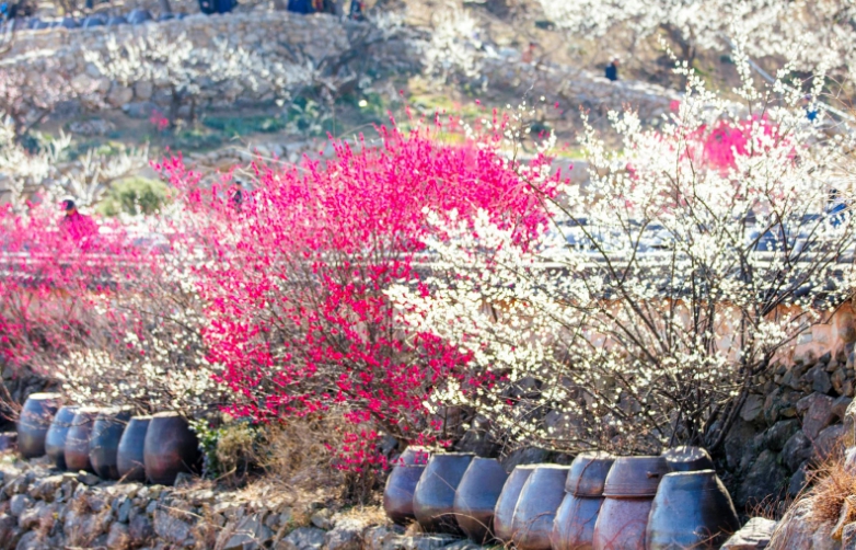 전남 광양 봄 매화꽃축제