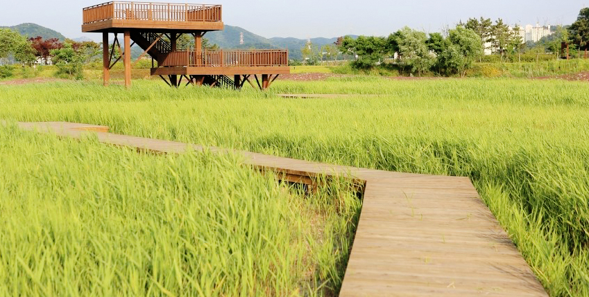 갯골생태공원 늪지 산책로