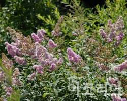 꼬리조팝나무 이미지 사진