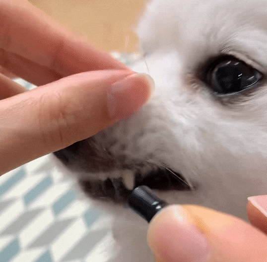 강아지 치주염 증상? 예방 및 관리 안 하면 생기는 일..