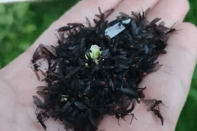 러브버그가 익충이라고? 알고 나면 달라지는 생태계 이야기