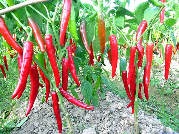 고추 재배 모종 고르기 지주 설치 시비 요령_4