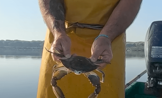 이탈리아 푸른 꽃게를 잡은 어부