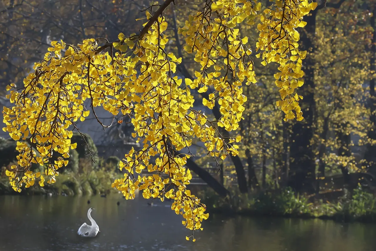 은행나무 드라이브 코스 문광저수지 곡교천 은행나무길