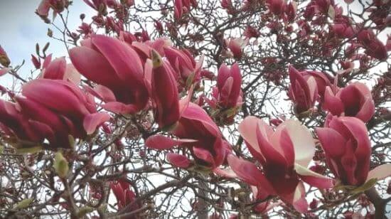 목련-자목련-묘목-심는시기-식재시기-심는방법-식재방법