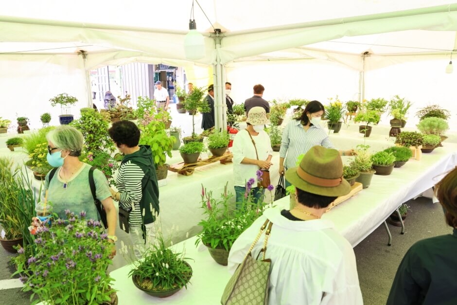 2025 단양 소백산 철쭉제: 봄의 절정을 만나는 시간