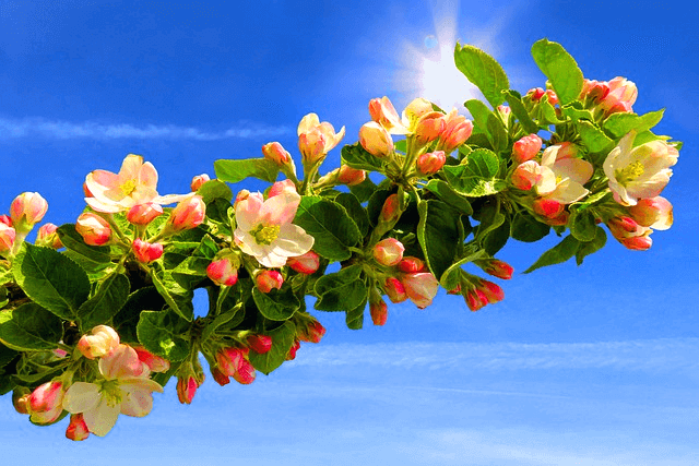 파란 하늘에 사과꽃이 가득 핀 나무 줄기가 가로로 있다. 하얀색과 붉은색이 어우러진 꽃들이다.