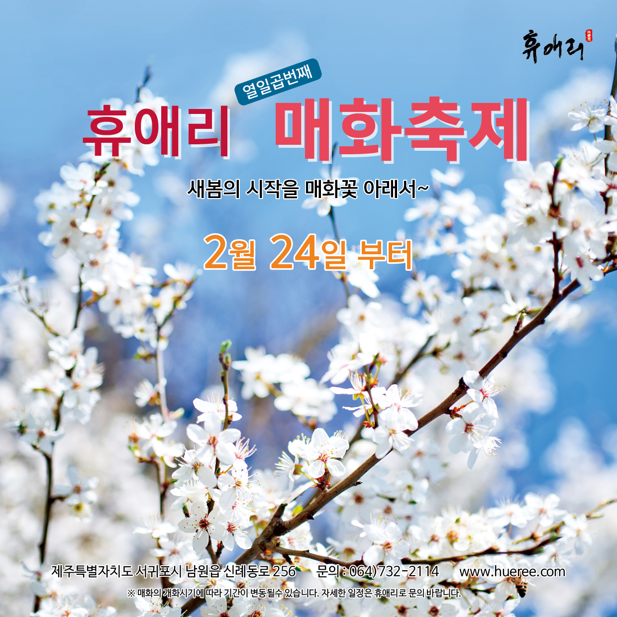 봄 축제 가볼만한곳: 제주 휴애리 매화축제
