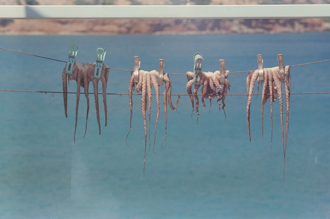 Squid