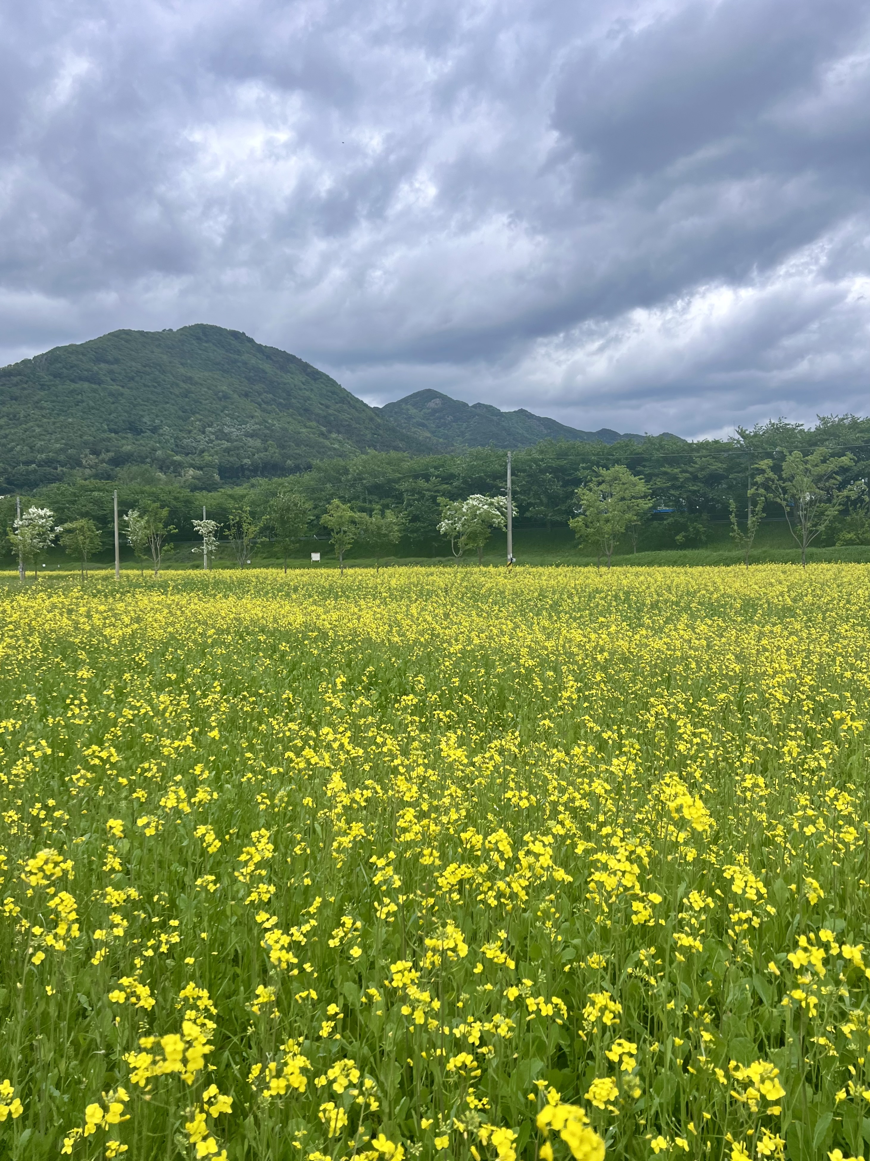황산공원 유채꽃