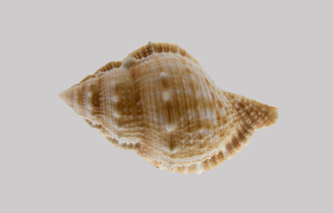 Pyometra