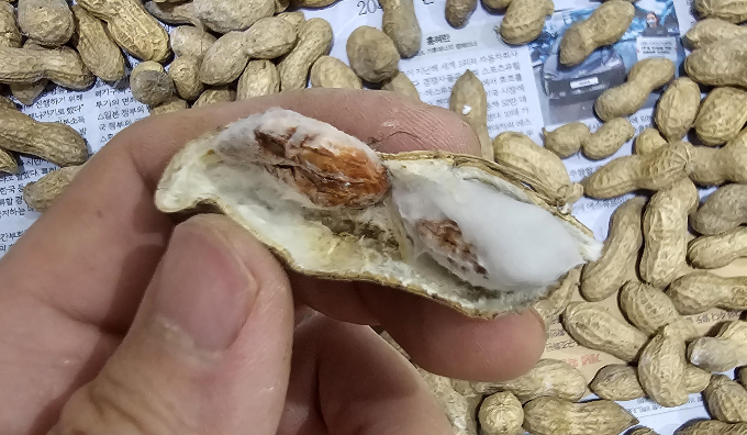 속까지 곰팡이가 핀 모습