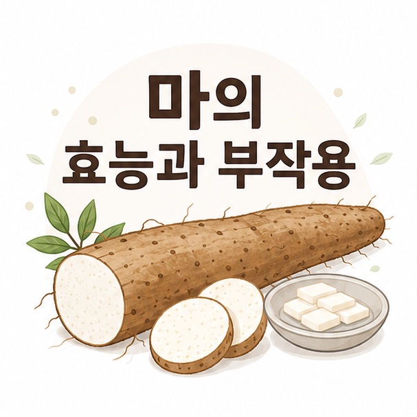 생마와 잘린 마 단면을 함께 배치해 마의 효능과 부작용을 설명하는 대표 이미지