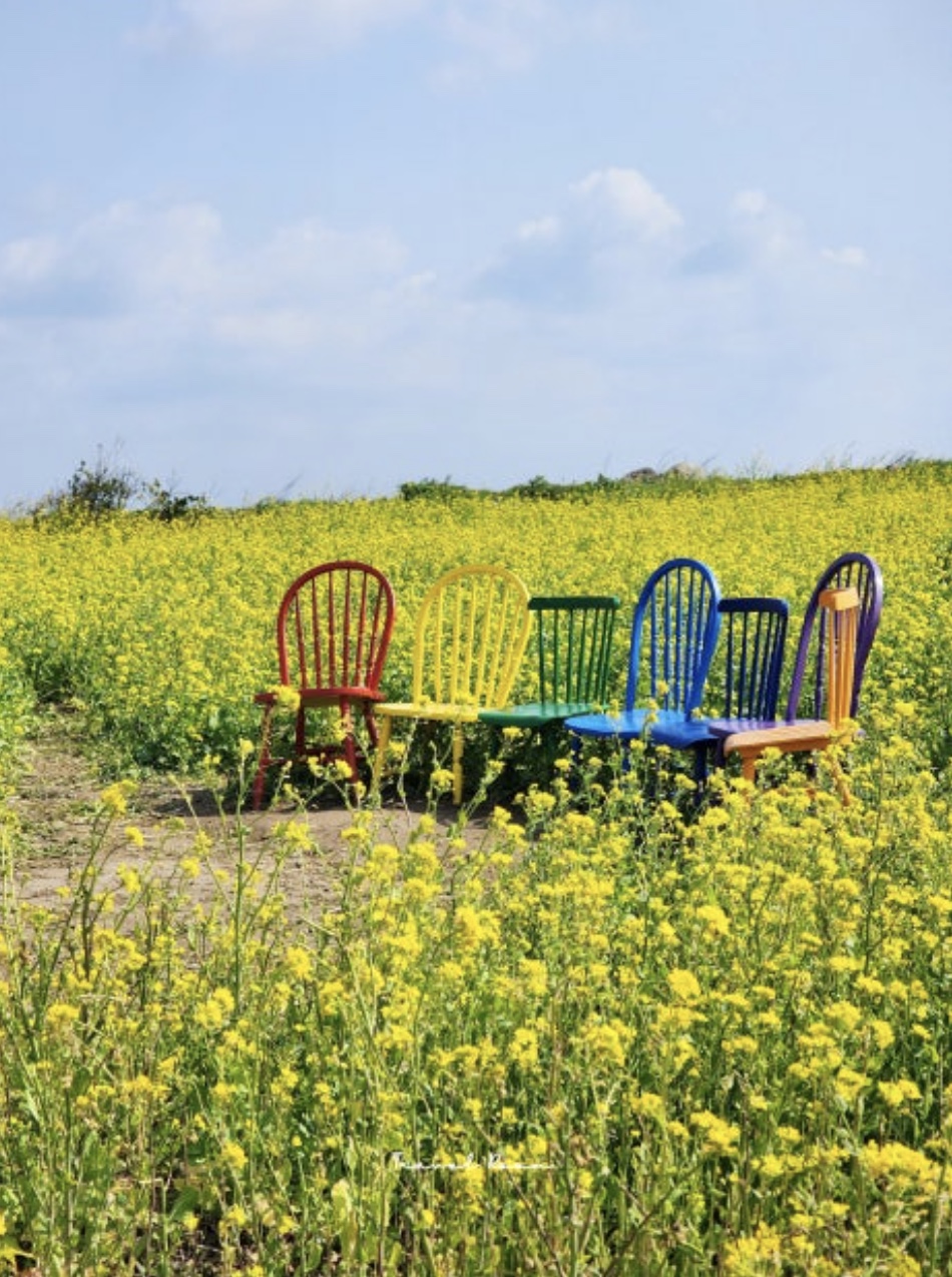 유채꽃과 청보리가 아름다운 가파도 여행