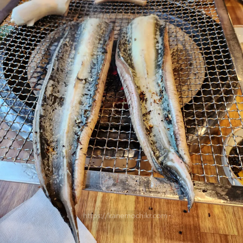 통보장어마을-특대장어크기