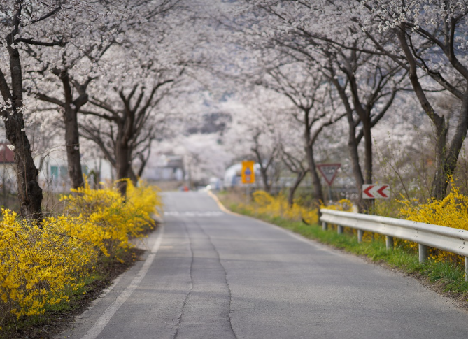 도심 벚꽃 자연속 벚꽃 사진
