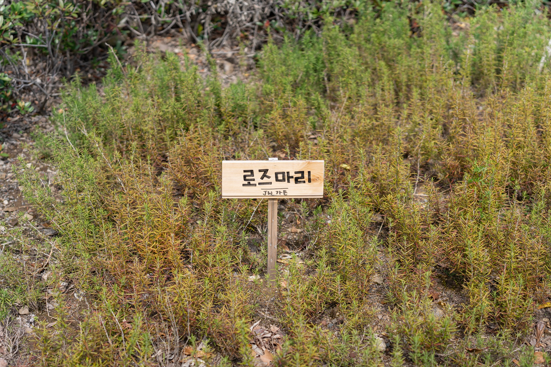 #JW메리어트제주리조트 #JW메리어트제주호텔 #TheFlyingHog #더플라잉호그 #제주레스토랑 #제주맛집 #제주여행 #제주요리 #제주호텔 #칵테일만들기