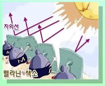 비타민D