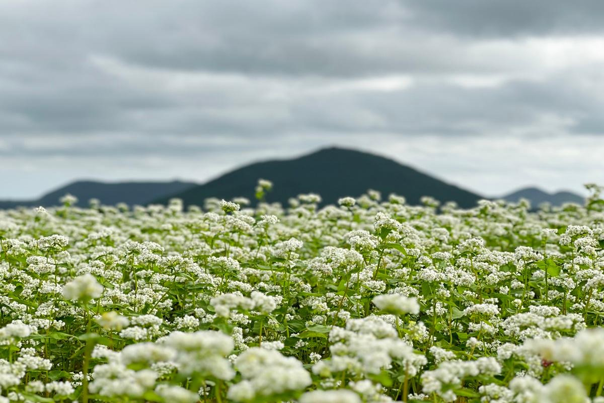 2025 보롬왓 메밀축제 완벽 가이드 - 일정, 입장료, 포토존, 관람 꿀팁 총정리