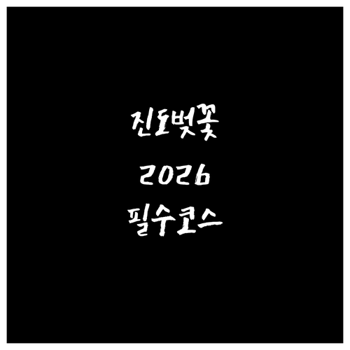2026년 진도 벚꽃 구경하기 좋은 ..