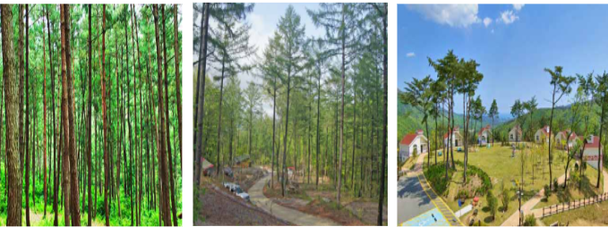 국립자연휴양림 사진