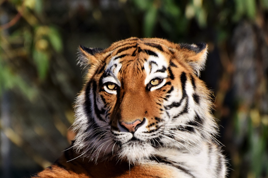 호랑이가 나오는 꿈 해몽