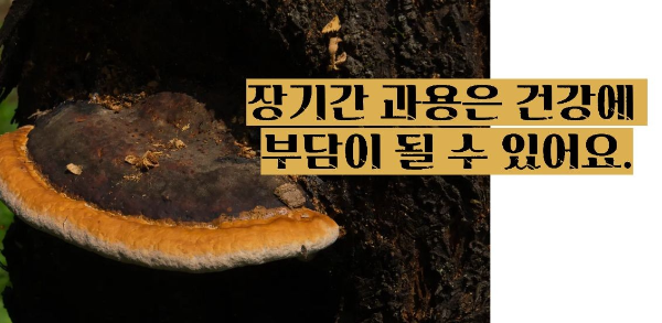 상황버섯 효능 부작용