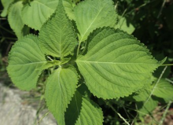 깻잎효능 부작용 먹는법 꿀팁 - 깻잎의 부작용 깻잎효능 부작용 먹는법 꿀팁 - 깻잎의 부작용