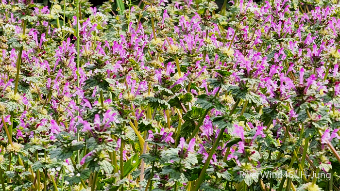 층층이꽃(Clinopodium chinense),꽃층층이