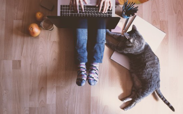 컴퓨터와 고양이.