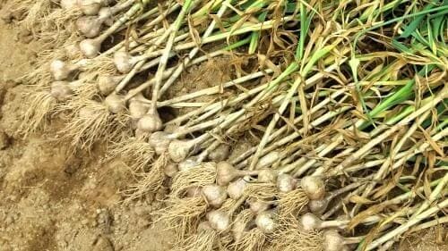 마늘-수확-주의사항