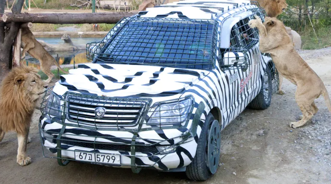 🦁 에버랜드 사파리 스페셜 투어 완벽 정리 (가격, 예약, 시간, 꿀팁까지!)