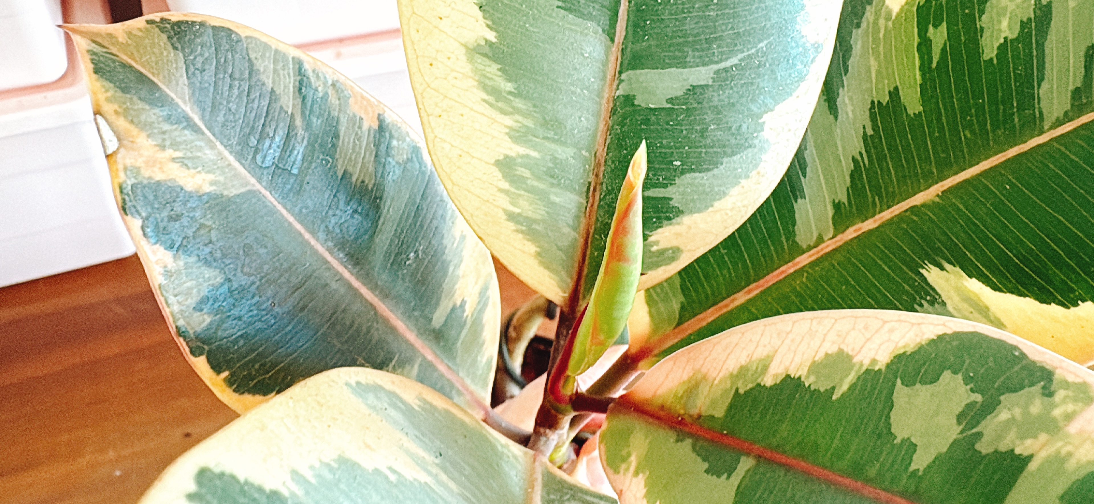 수채화고무나무-루비-새순-성장-과정