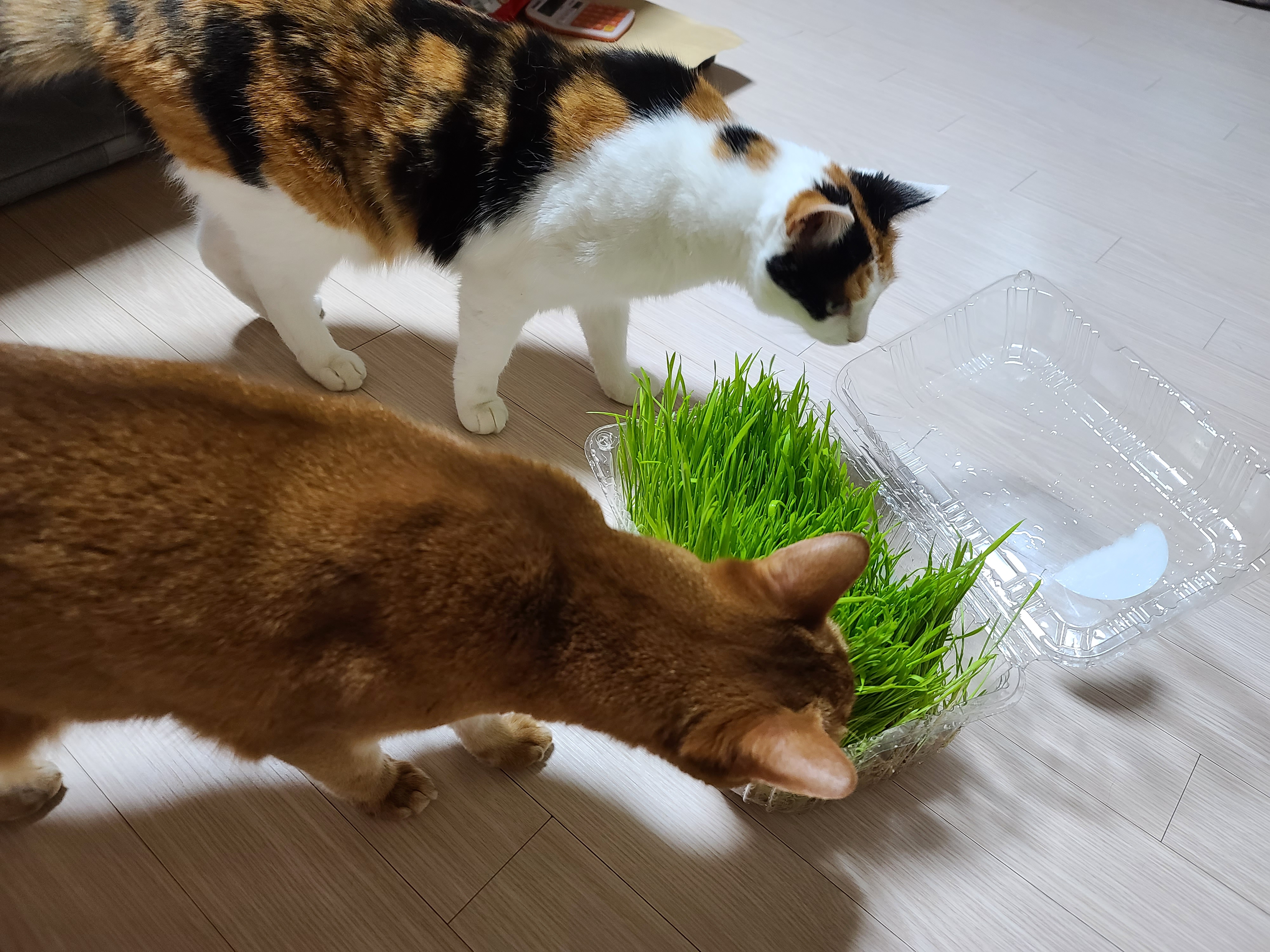 고양이 캣글라스 먹방 및 효능. 캣글라스를 대하는 아홉냥이들의 자세.