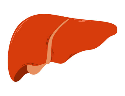 간수치가 높으면 나타나는 증상, 올라가는 이유, 간수치 정상범위 총정리 (2024ver)