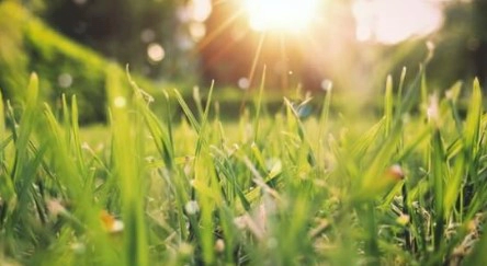 옥타코사놀 복용법